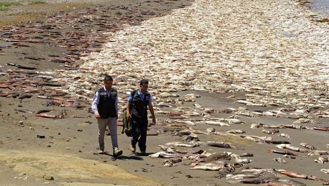 Chile El Nino