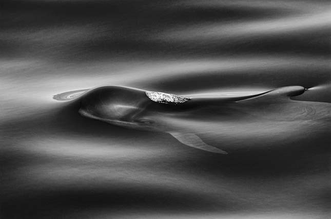 Christopher Swann lenyűgöző fotói bálnákról