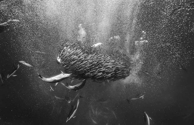 Christopher Swann lenyűgöző fotói bálnákról