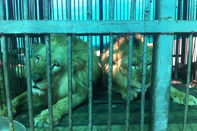 33 cirkuszi oroszlánt szabadítottak ki