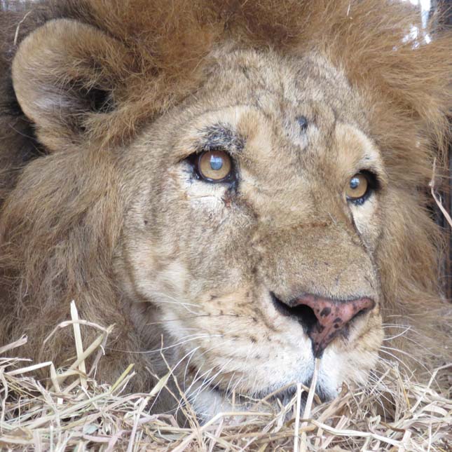 33 cirkuszi oroszlánt szabadítottak ki
