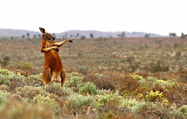 Comedy Wildlife Photography 2017