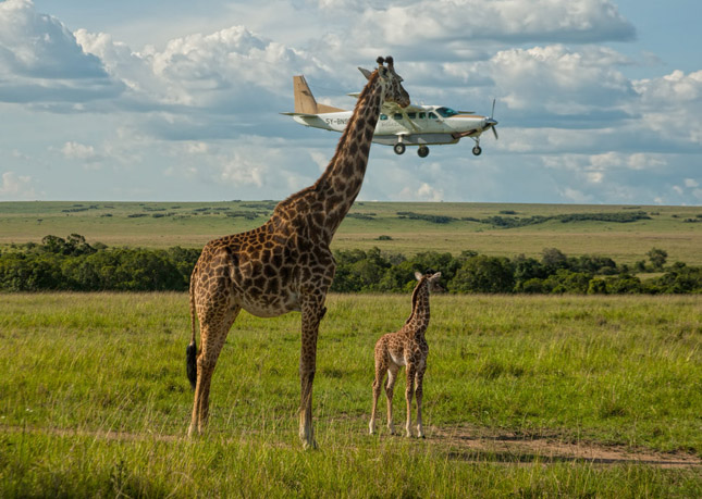 Comedy Wildlife Photography 2017