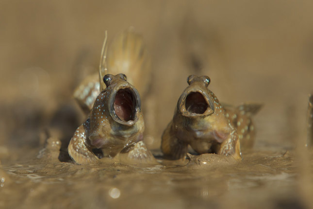 Comedy Wildlife Photography 2017