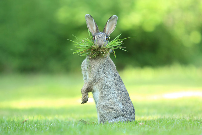 Comedy Wildlife Photography 2017