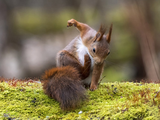 Comedy Wildlife Photography 2017