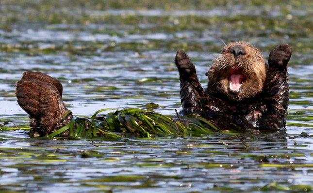 Comedy Wildlife Photography 2017