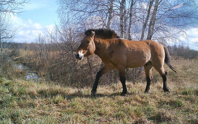 Csernobil állatok