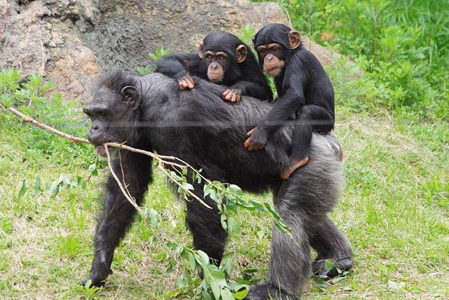 A csimpánzok jobban szeretnek együttműködni