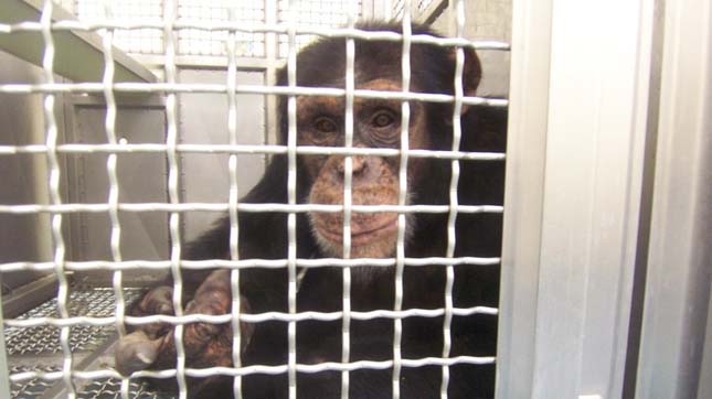 Csimpánzok