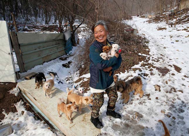 kétszáz kutyát mentett meg a biztos haláltól egy dél-korai nő 