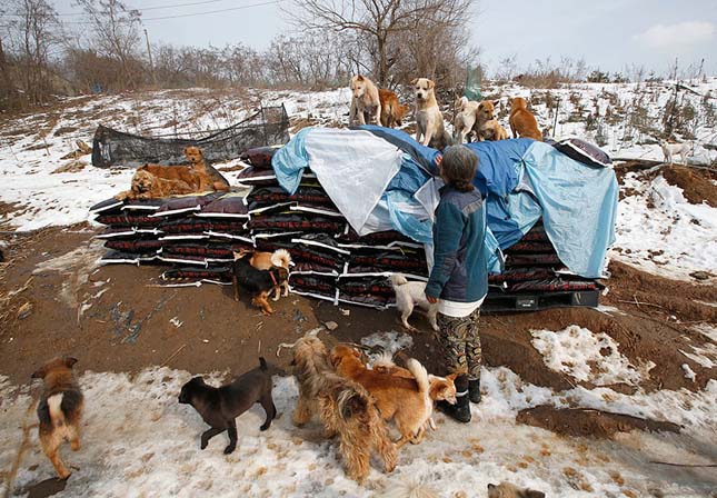 kétszáz kutyát mentett meg a biztos haláltól egy dél-korai nő 