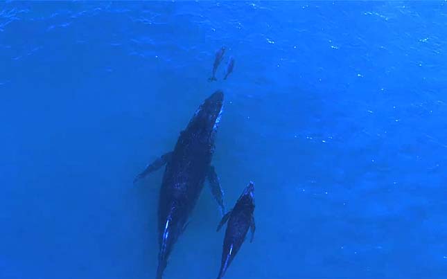 Delfinek és bálnák találkozása
