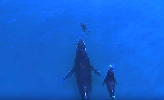 Delfinek és bálnák találkozása