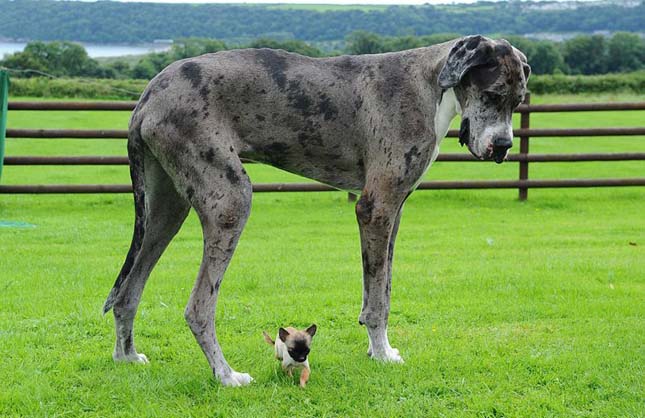 Legnagyobb és legkisebb kutya