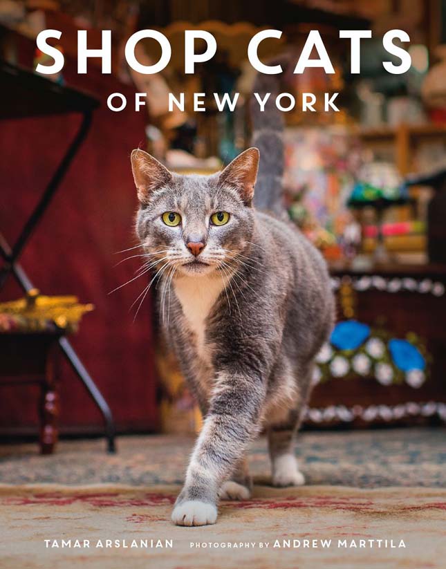 New York dolgozó macskái