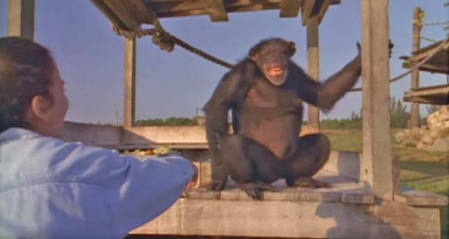 18 év után is megismerték megmentőjüket a csimpánzok