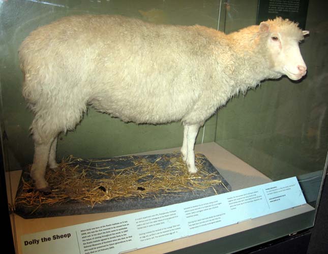 Dolly bárány