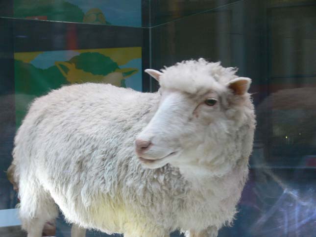 Dolly bárány