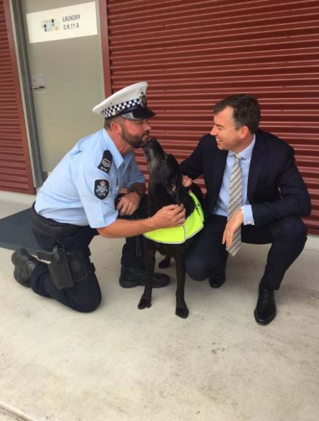 Ausztrália legjobb drogkereső kutyája