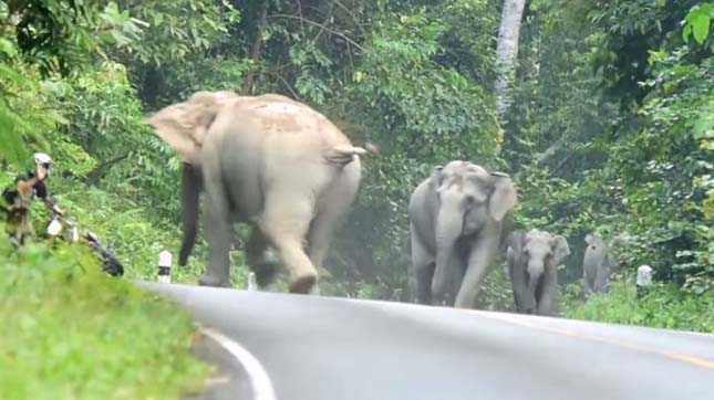 Dühös elefántok