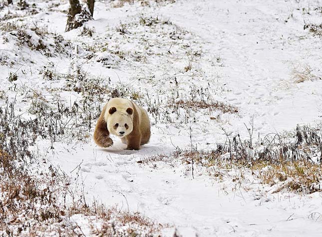 Barna panda