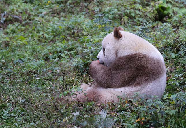 Barna panda