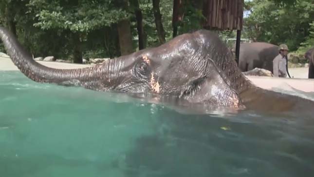Elefánt medence