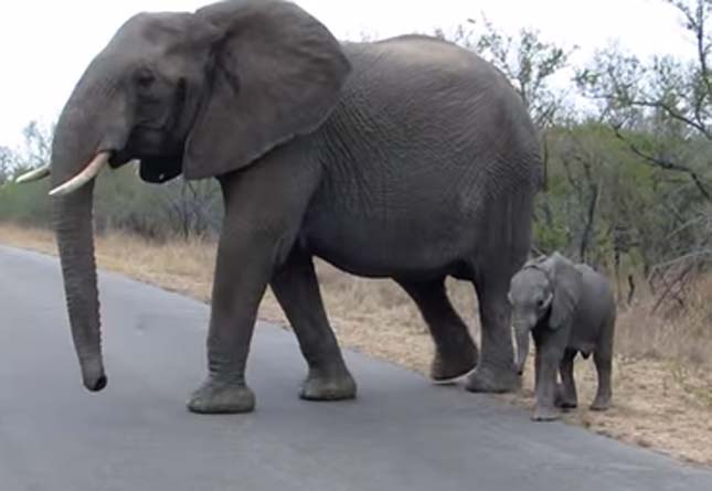 Védelmező elefántmama