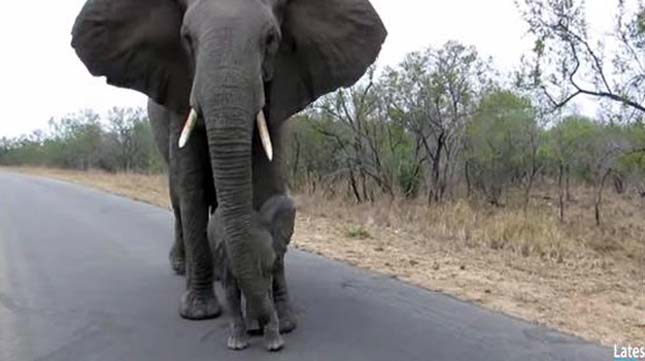Védelmező elefántmama