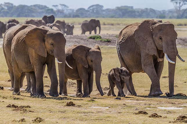 Minden emlősnél kevesebbet alszanak az afrikai elefántok