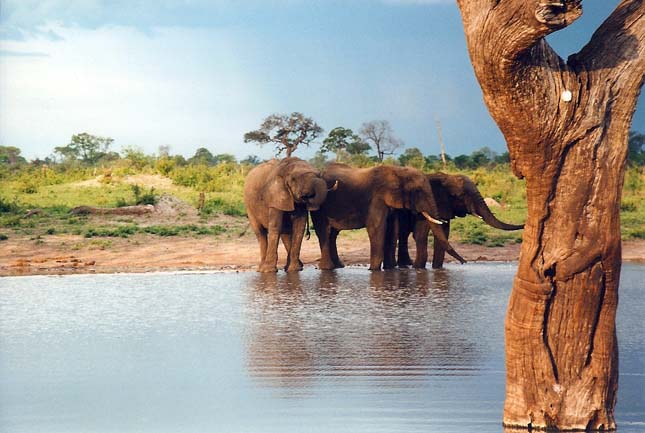 Elefántvadászat