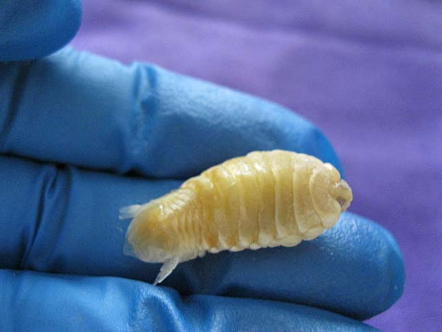 annál jobb eltávolítani a parazitákat a testből a pinworm körömféreg szaporodása és fejlődése