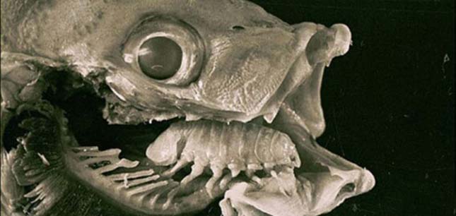 Cymothoa exigua – Wikipédia