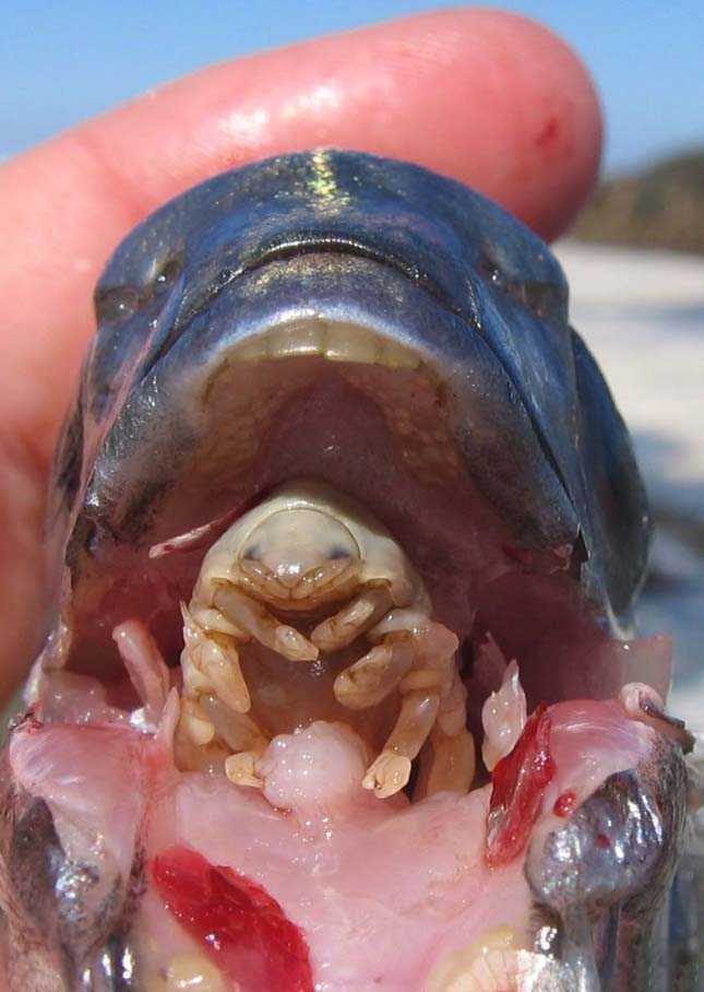 A vérszívó parazita, ami átveszi a halak nyelvének helyét, miután elrohasztotta azt