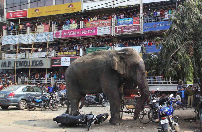 Tört-zúzott a városba tévedt rémült elefánt