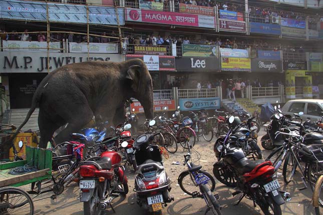 Tört-zúzott a városba tévedt rémült elefánt