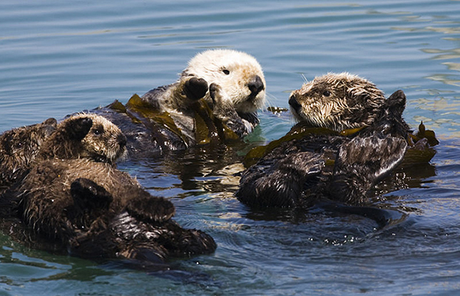 Exxon Valdez, 1989