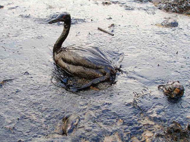 Exxon Valdez, 1989