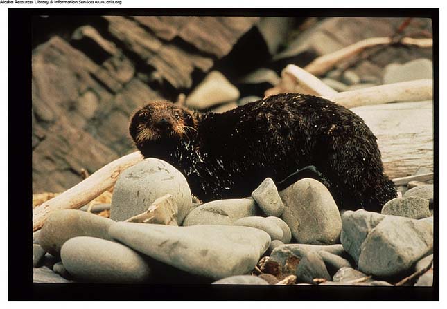 Exxon Valdez, 1989