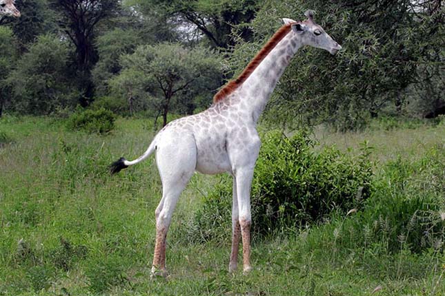 Fehér zsiráf