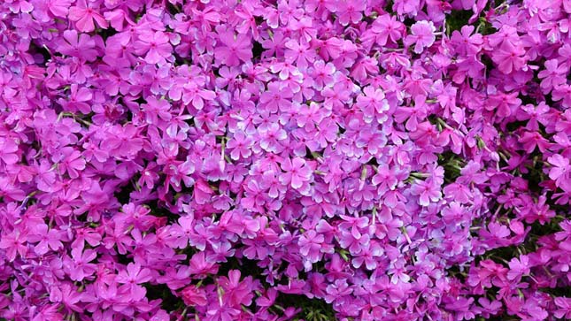 Több ezer virágot ültetett a japán férfi a feleségének