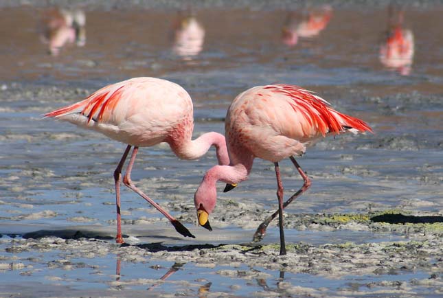 Flamingók tévedtek Szibériába