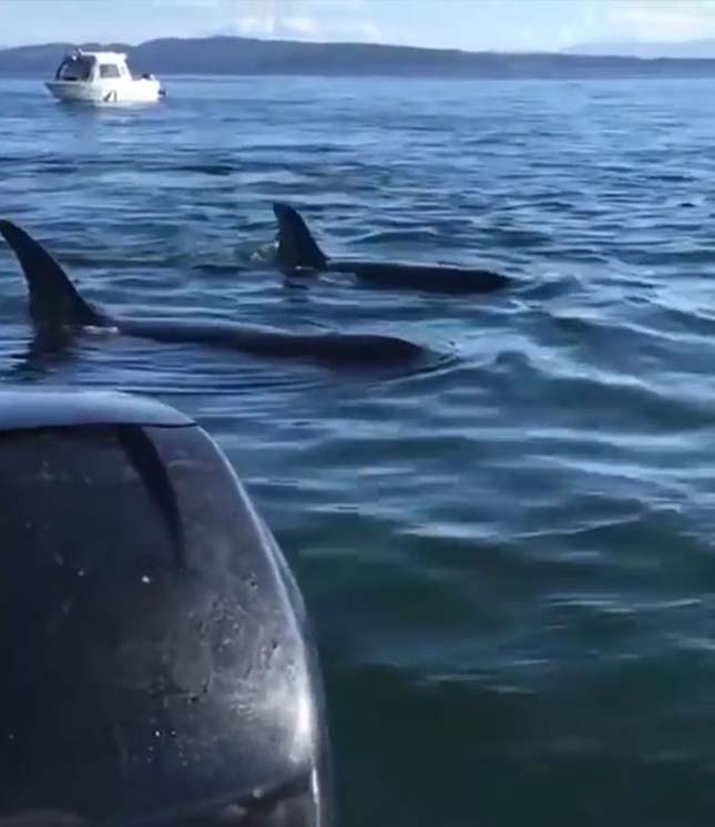 Hajóra menekült a gyilkos bálnák elől a kisfóka