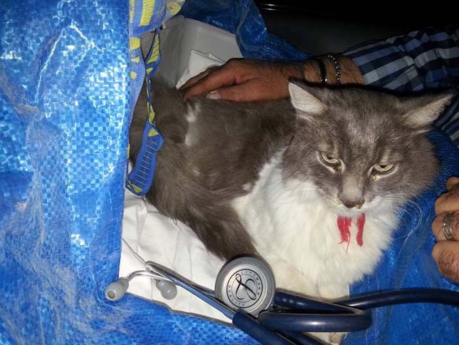 32 nappal a földrengés után élve találtak meg egy macskát