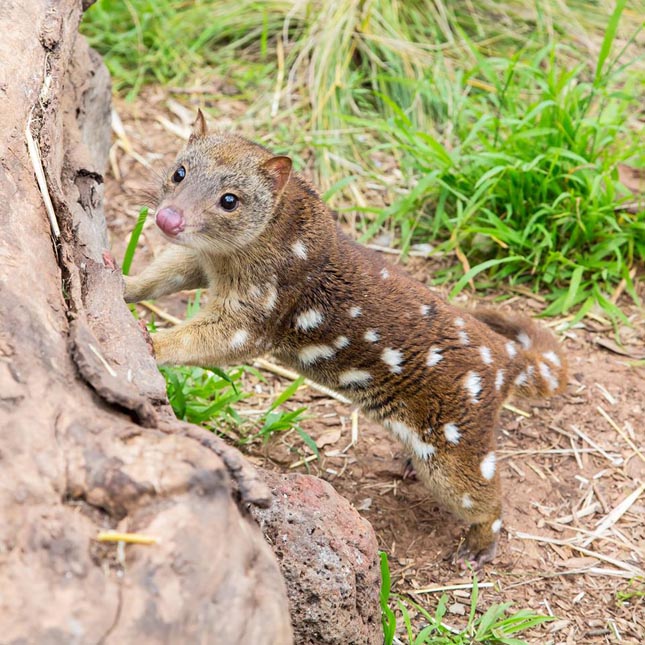 Foltos erszényesnyest - Dasyurus viverrinus