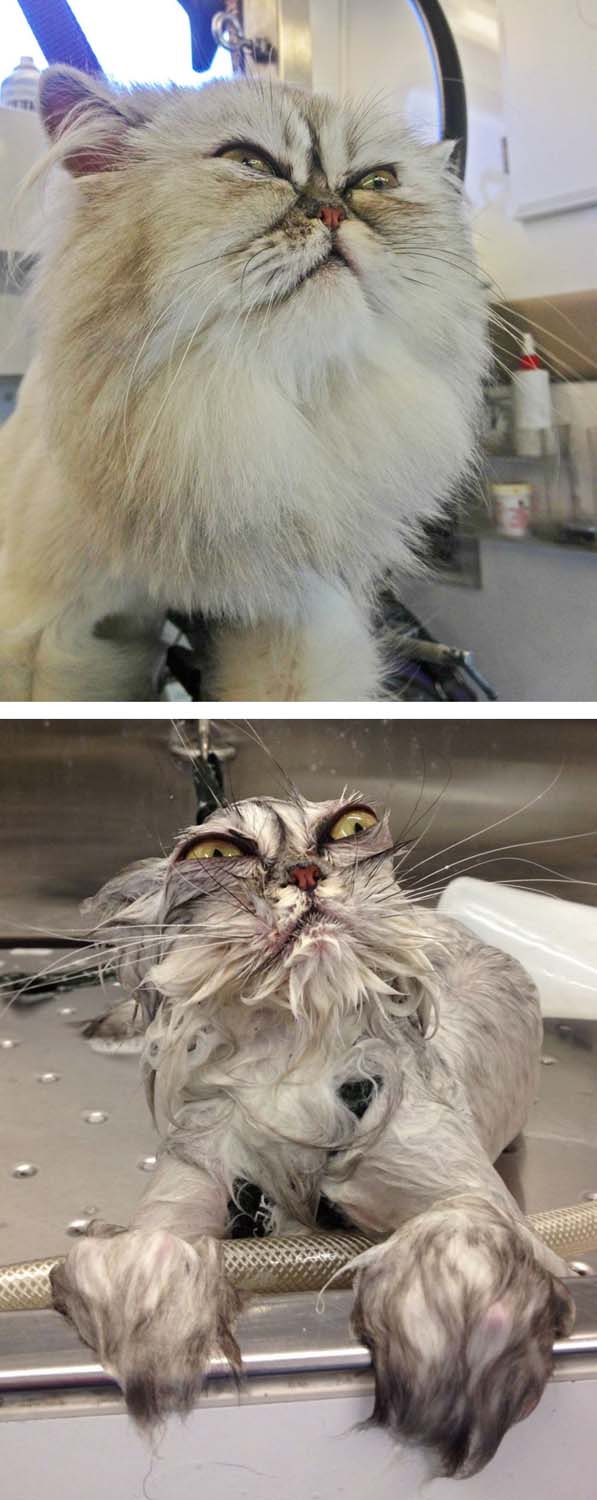 Álltok fürdetés előtt és után