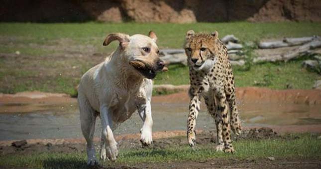 Gepárdok és kutyák barátsága