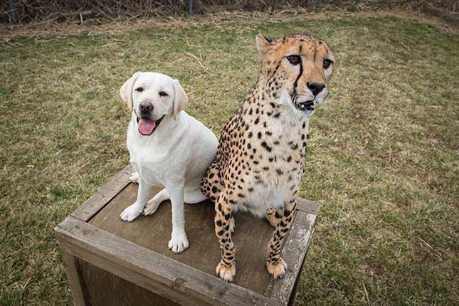 Gepárdok és kutyák barátsága