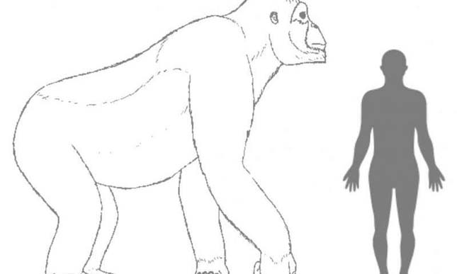 Gigantopithecus